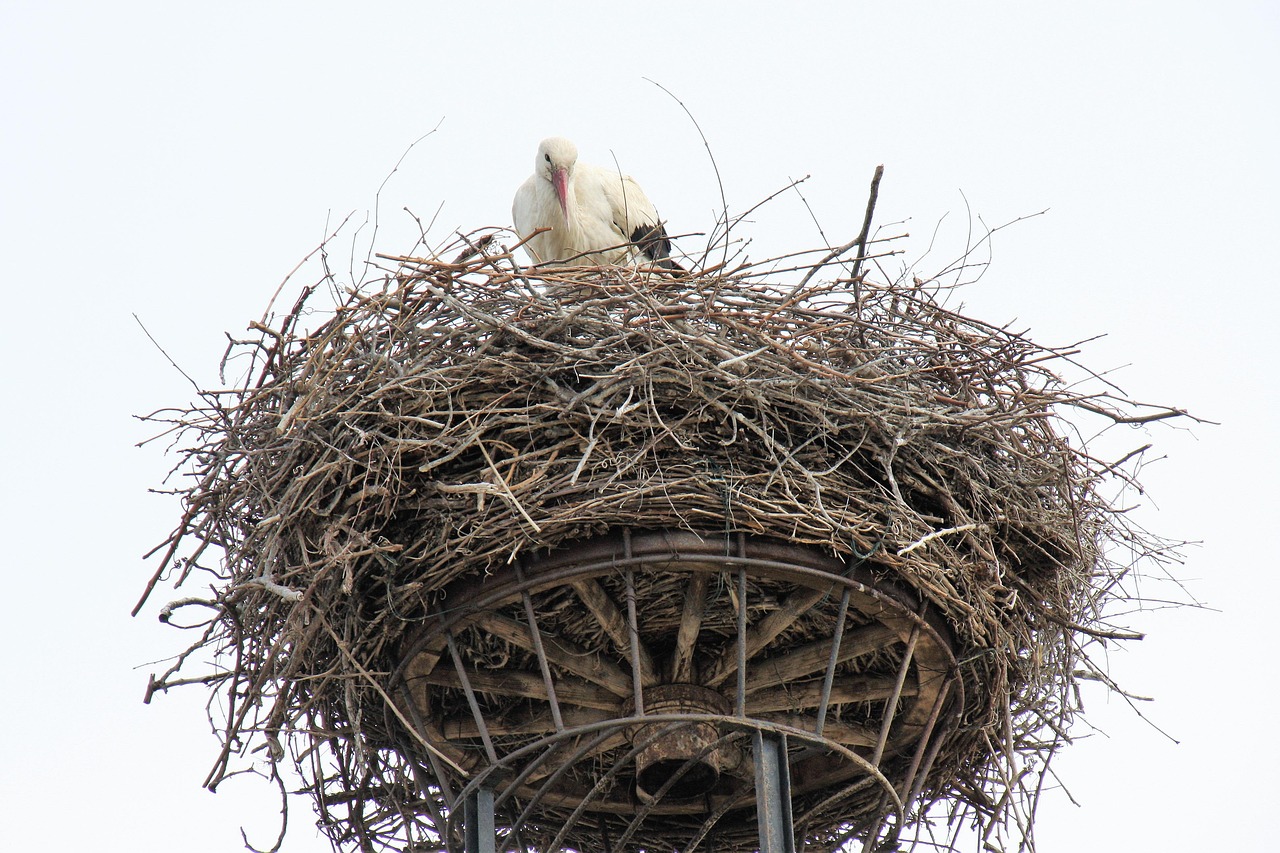 vogel, storch, nest, rechnung, gefieder, rassel storch, weißer storch, natur, nest bau, himmel, tier, adebar, storchennest