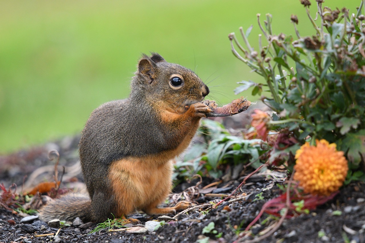 douglas eichhörnchen, tier, essen, nagetier, eichhörnchen, säugetier, tierwelt, fauna, natur