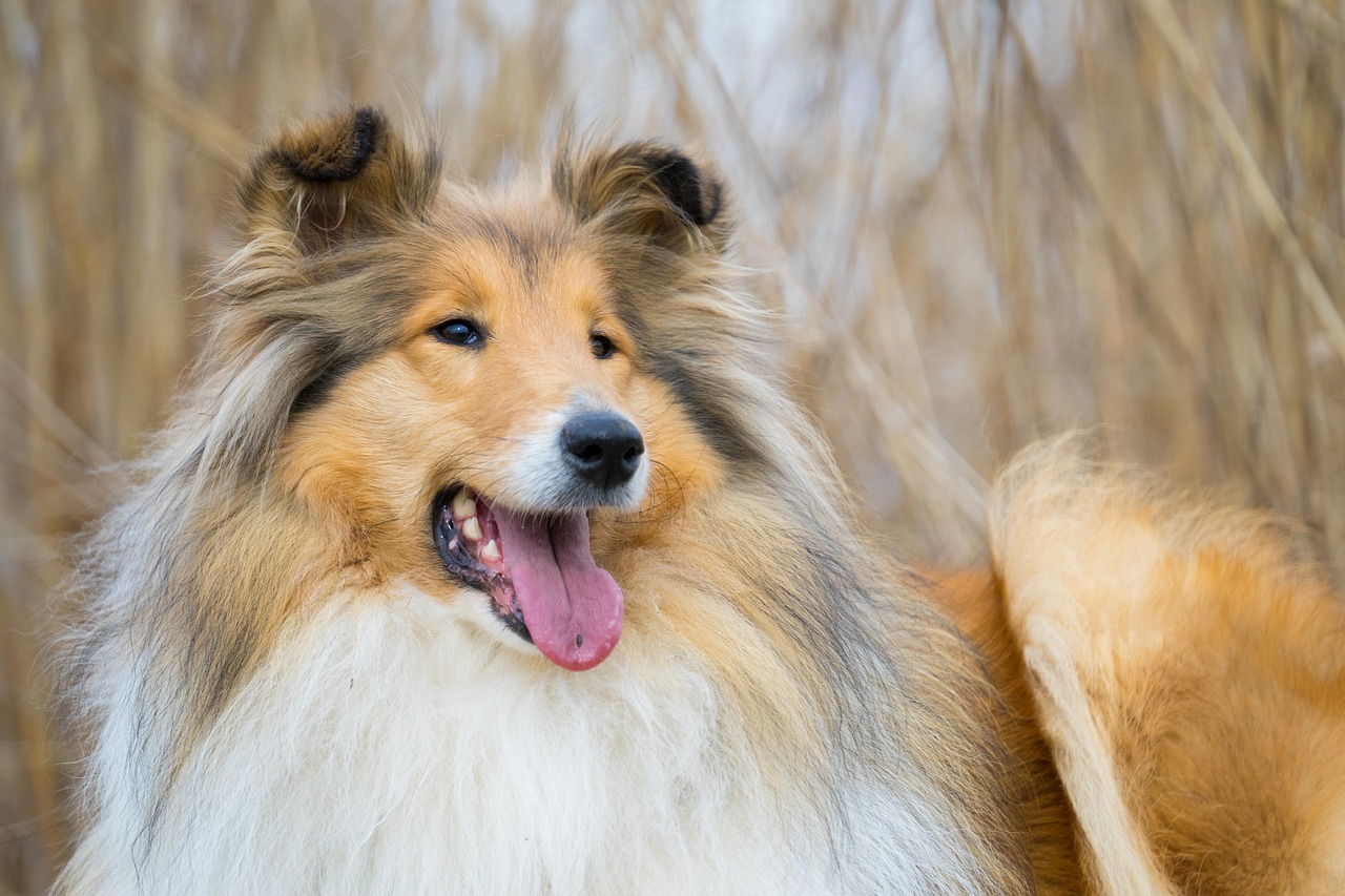 long haired collie, rough collie, dog, animal, cute, pet, adorable, friend, tongue, nature, tongue out, hairy, fur, furry, happy, mammal