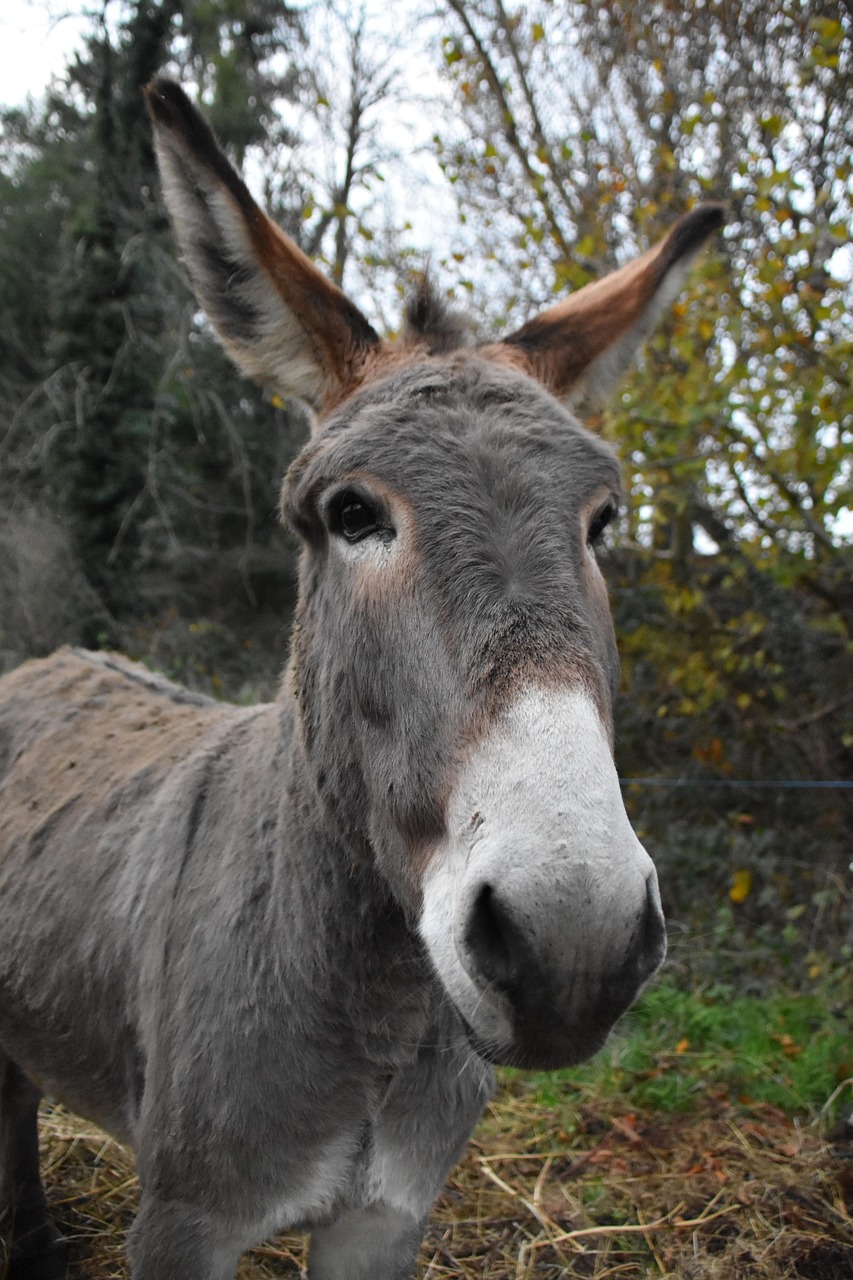 esel, pferde, esel saint andré, pflanzenfresser, natur, wiederkäuer, säugetier, tier, porträt, die welt der tiere, tierwelt, esel, esel, esel, esel, esel