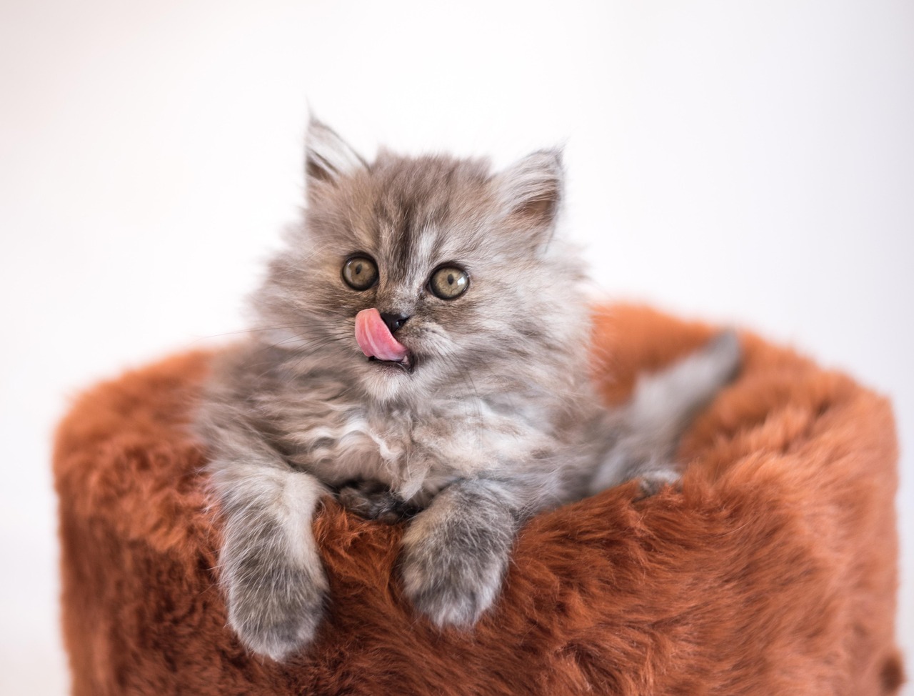 cat, kitten, lick, tongue, tongue out, furry, furry pet, furry kitten, feline, portrait, cat portrait, animal photography, mammal, animal, pet, nature, cute, kitty