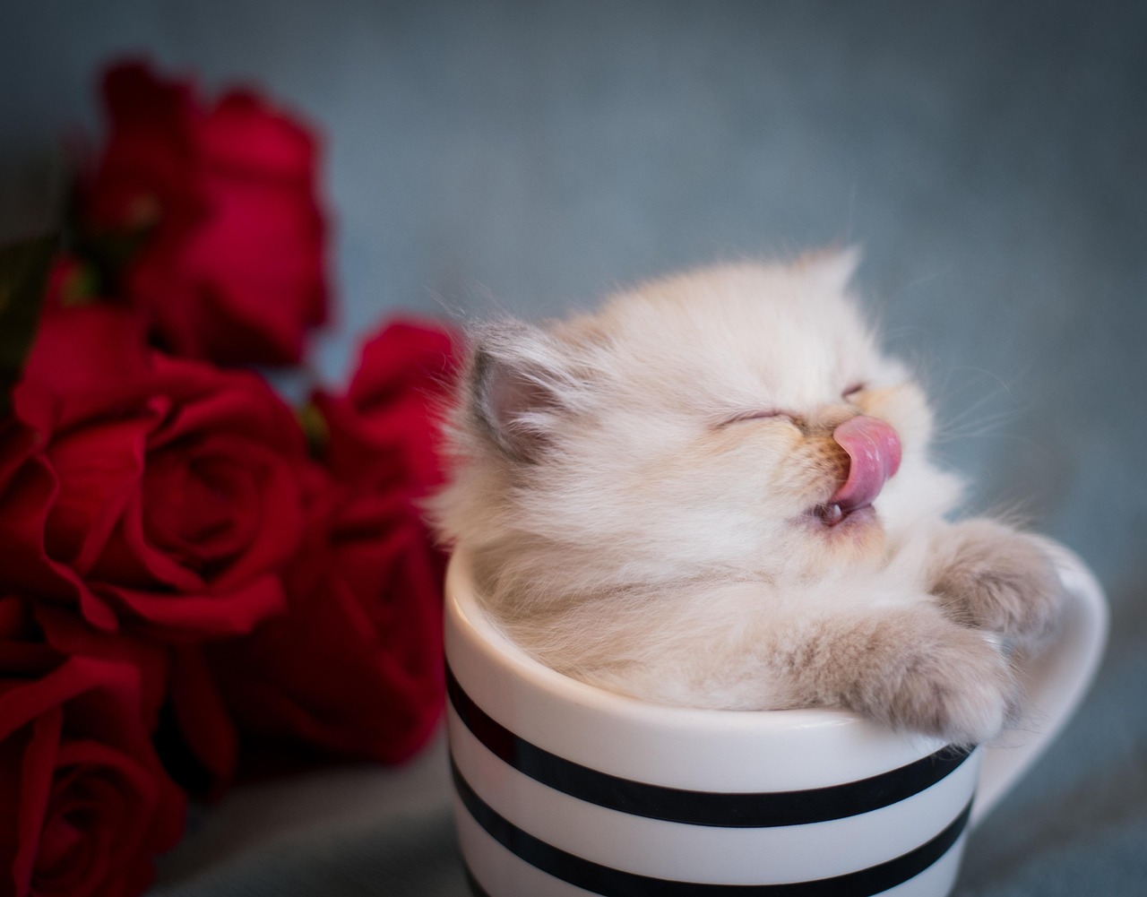 cat, nature, kitten, mug, lick, tongue, tongue out, pet, cute, animal, feline, portrait, cat portrait, animal world, mammal