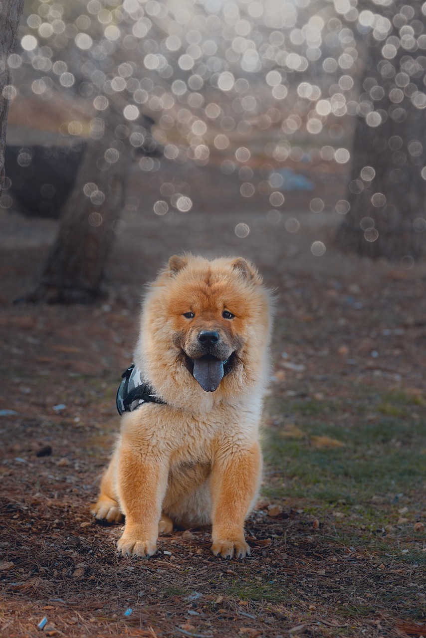 dog, chow chow, pet, nature, harness, dog harness, tongue, tongue out, puppy, fur, furry, furry dog, portrait, dog portrait, mammal, animal