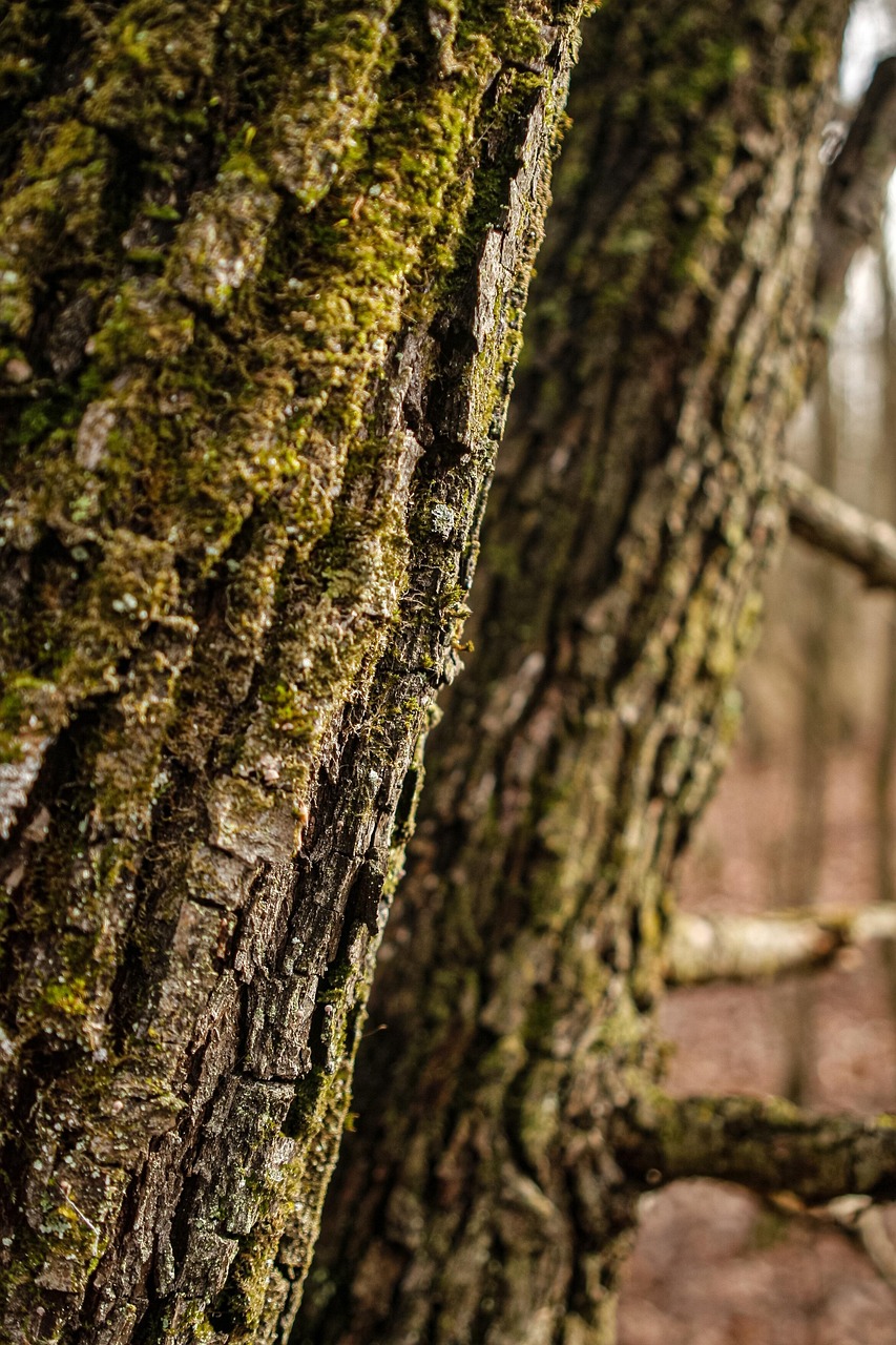 bark, tree, trunk, tree bark, tree trunk, moss, mossy, mossy tree, nature, forest, woods