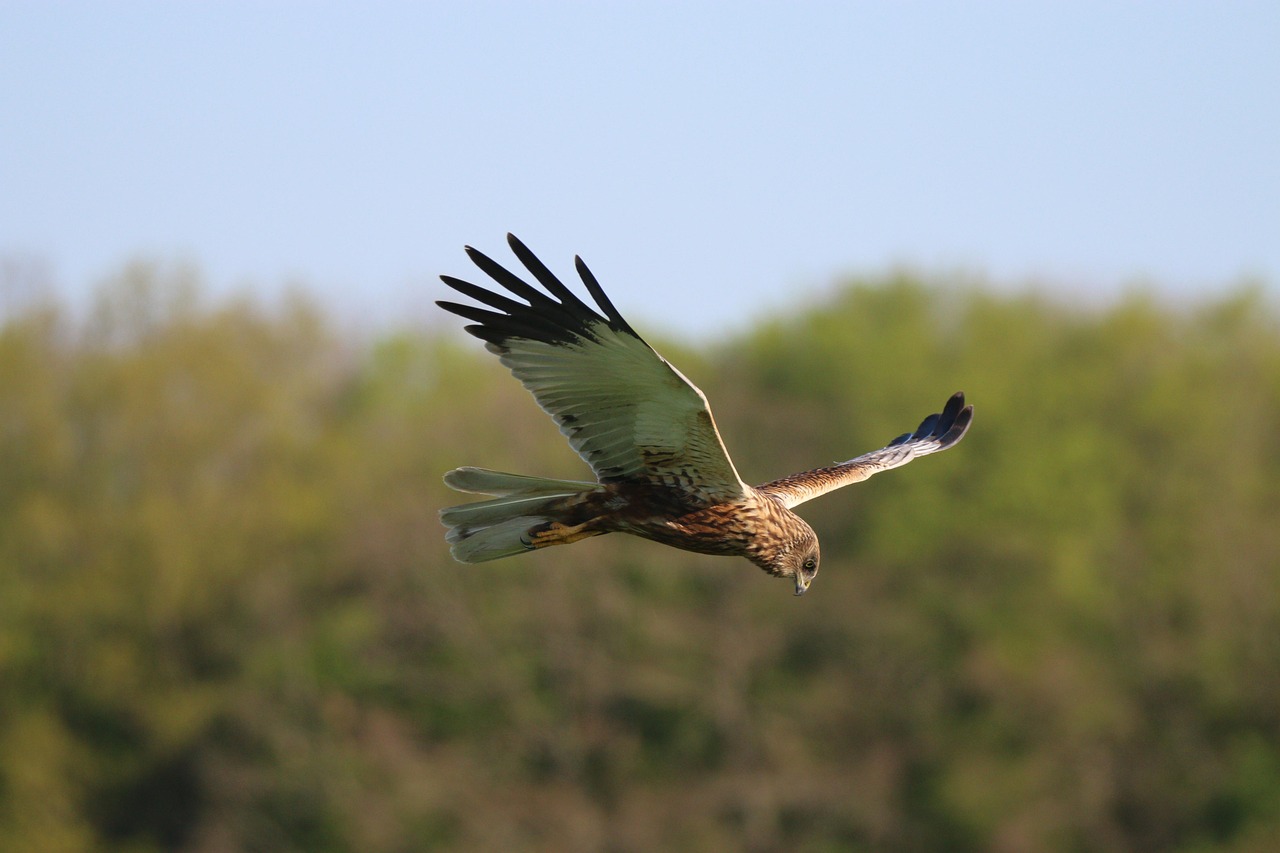 marsh harrier, pták, letící, harrier západní, circus aeruginosus, létající pták, zvíře, dravý pták, divoká zvěř, křídla, peří, let, příroda, pozorování ptactva, fotografování přírody