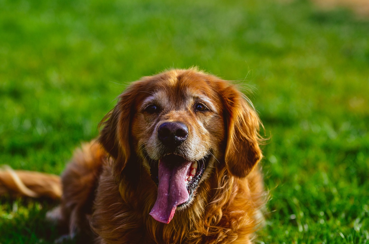 dog, pet, animal, domestic dog, canine, mammal, cute, nature, tongue, tongue out, doggy, outdoors, portrait