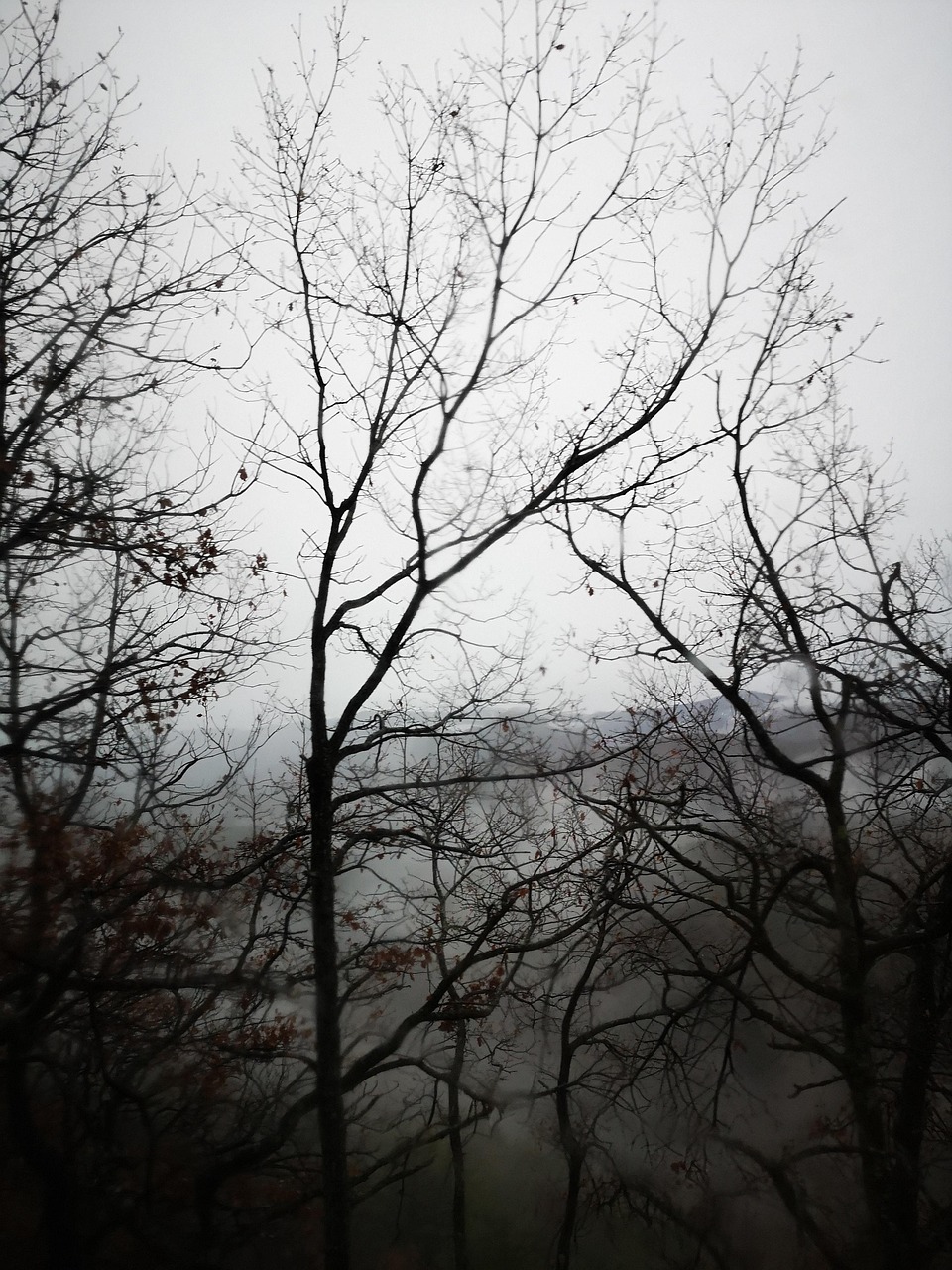 grusel, forêt, wald, winter, natur, nebel, baum ohne blätter