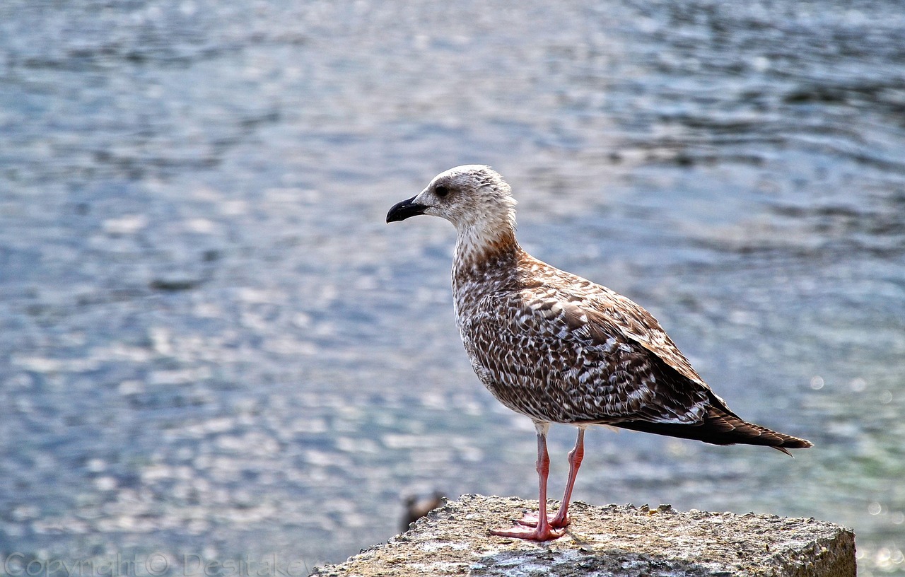 pájaro, mar, alas, playa, agua, sol, volador, naturaleza, pico, emplumado, plumaje, orilla