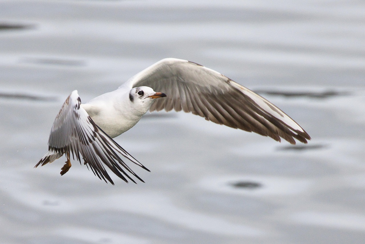 seagull, bird, nature, water bird, plumage, wings, river, flight, avian, ornithology