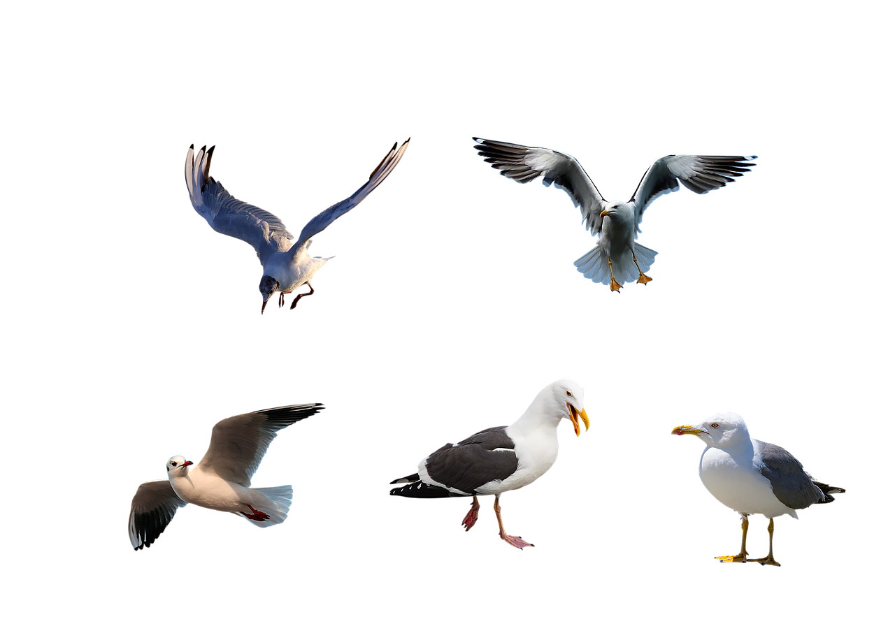 måsar, fåglar, flygande, djur, vilda djur och växter, natur, vingar, fjädrar, fjäderdräkt, flyg, klipp ut