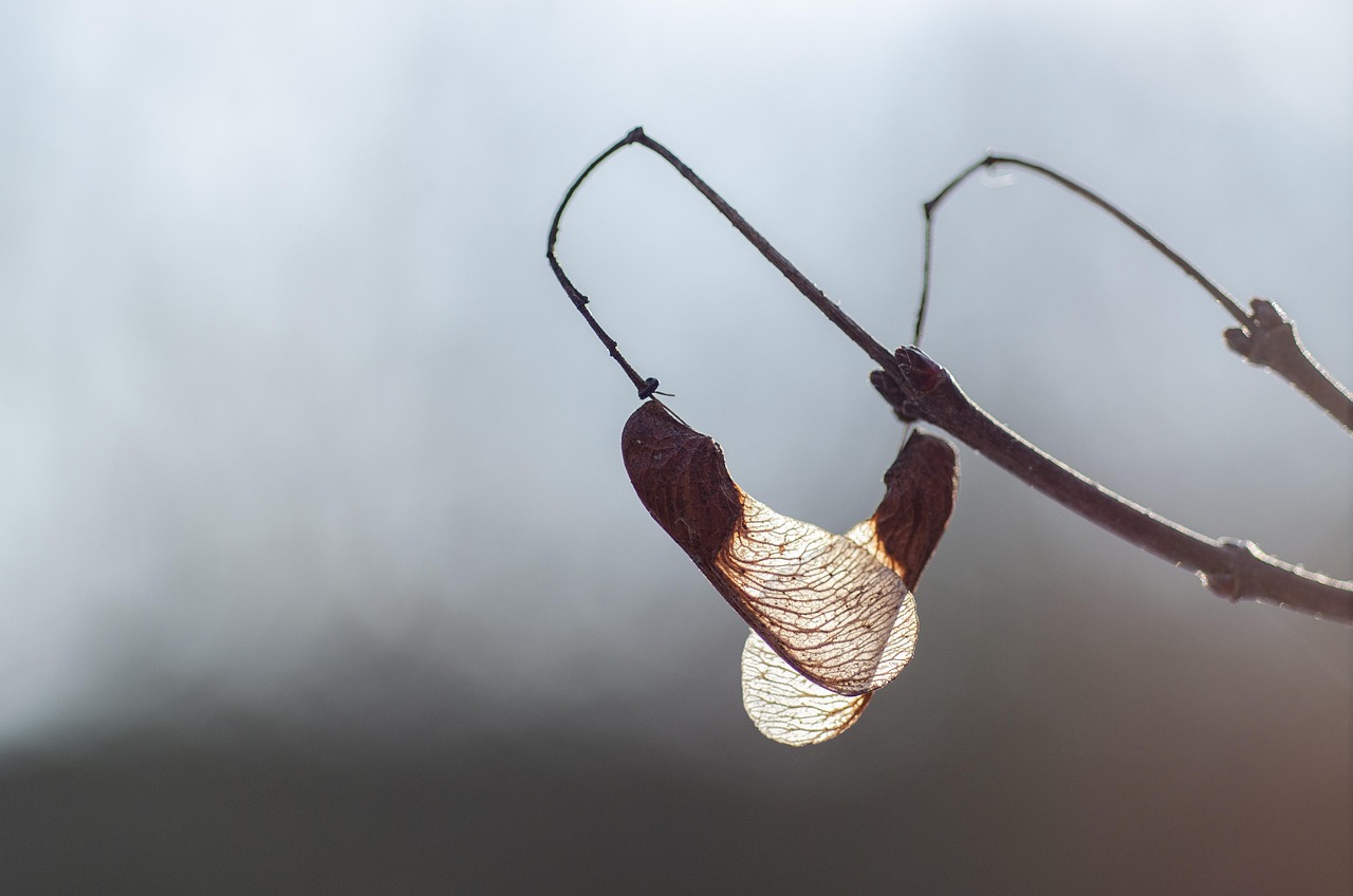 seeds, maple, branch, twig, maple keys, maple wings, sunlight, backlighting, backlit, tree, plant, nature, closeup