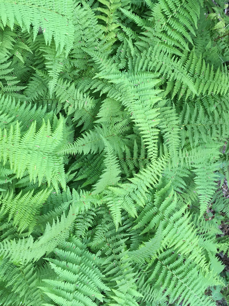 fougère, quebec, forêt, fronde, fougères