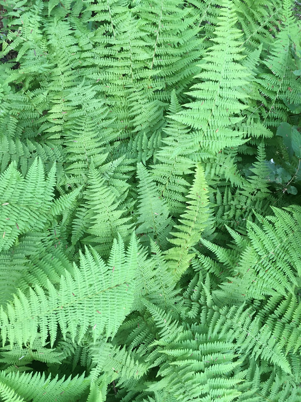 fougère, forêt, fronde