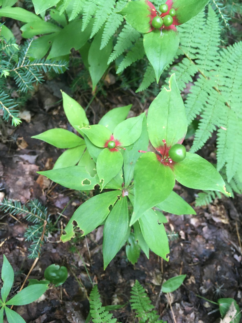 médéole, jungfrau, verticillés, pflanze, forêt, feuille, obst, sous-bois