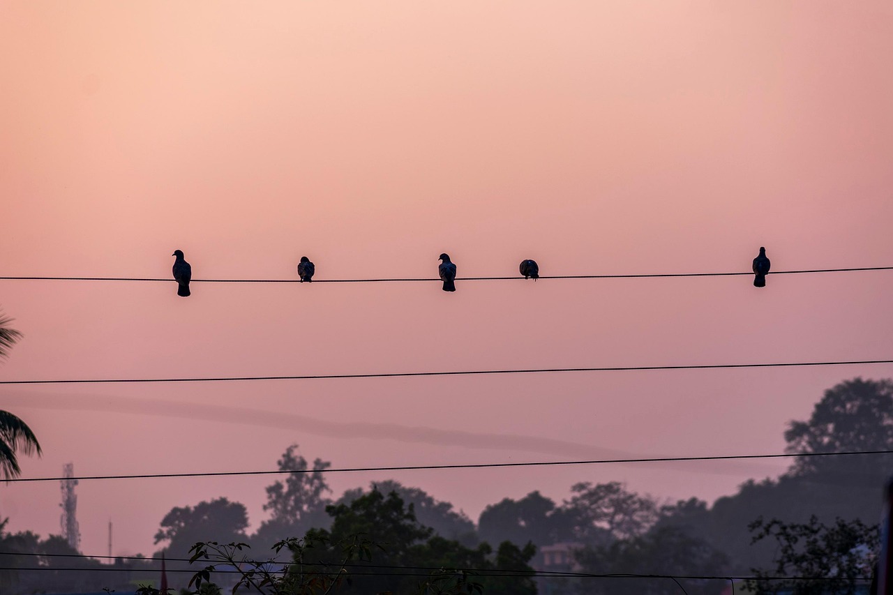 birds, nature, pigeons, wire, perched, perched birds, silhouettes, bird silhouettes, electrical wire, aves, avian, ornithology, bird watching, animals, animal world, wildlife