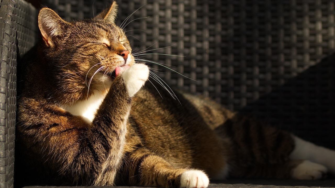 cat, lick, nature, clean, pet, animal, fur, domestic cat, close up, tongue, paws, portrait, tongue out, cat portrait, feline, tabby, tabby cat