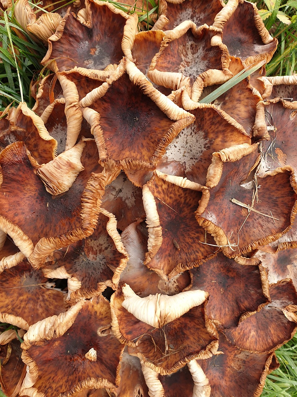 champignons, marron, natur, forêt, brown, herbst, foto
