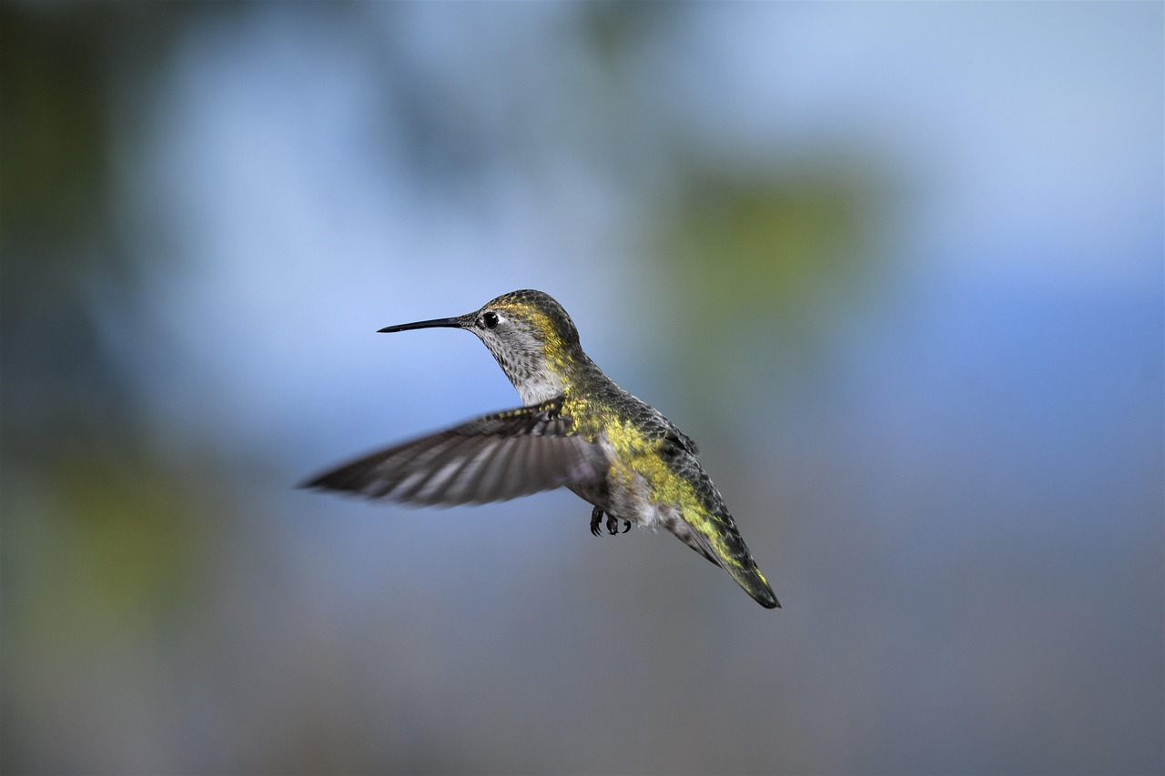 hummingbird, bird, flying, anna's hummingbird, female bird, animal, wild bird, wildlife, wings, feathers, plumage, beak, nature, bird photography, nature photography, wildlife photography, birdwatching, birding, hummingbird, hummingbird, hummingbird, hummingbird, hummingbird