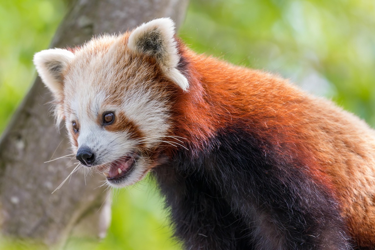 punainen panda, eläin, villieläimet, nisäkäs, lihansyöjä, uhanalaiset lajit, eläimistö, luonne, eläintarha