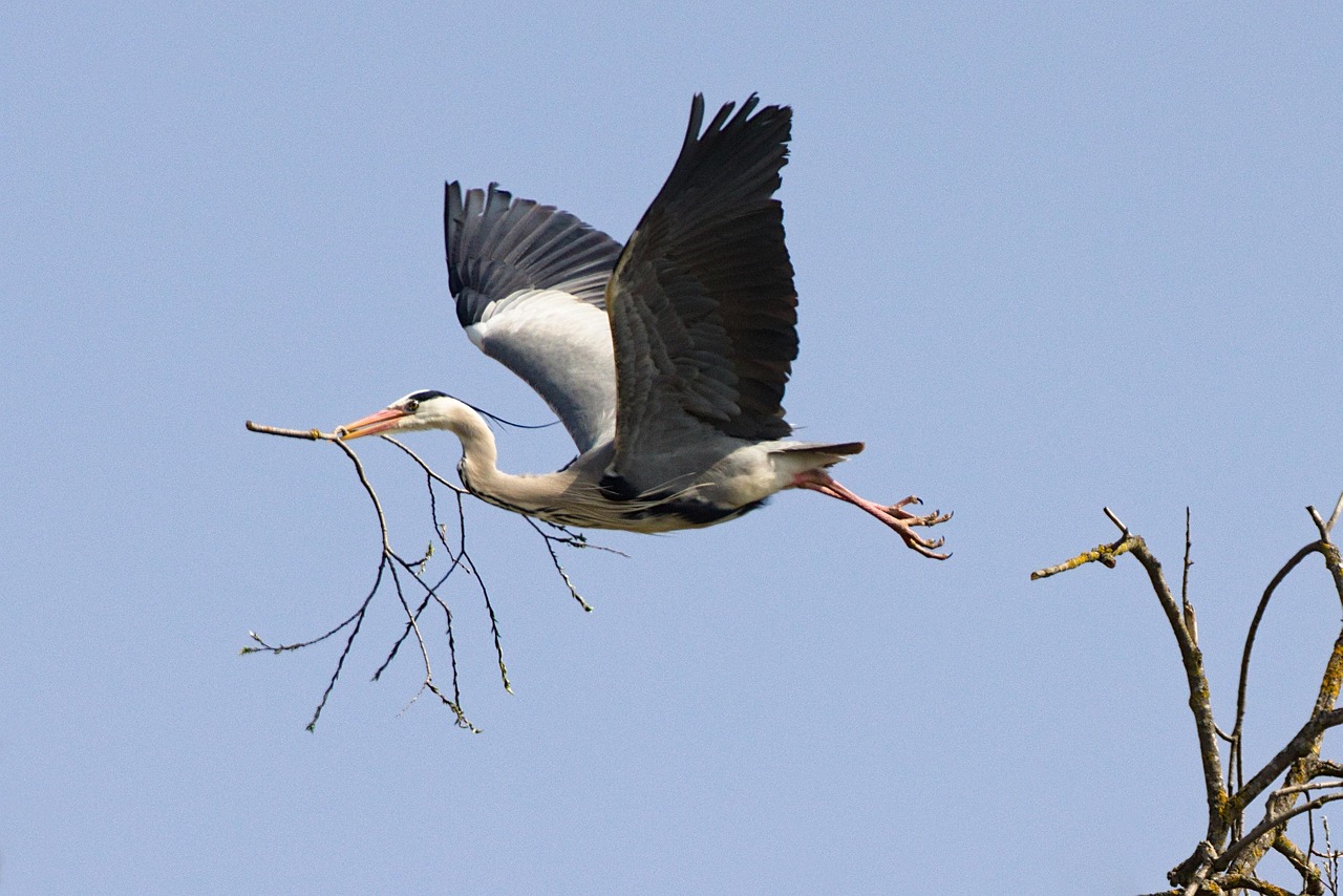 graureiher, zweig, fliegend, reiher, vogel, tier, tierwelt, flügel, gefieder, rechnung, nest bau, flug, natur, vogelbeobachtung, graureiher, graureiher, graureiher, graureiher, graureiher