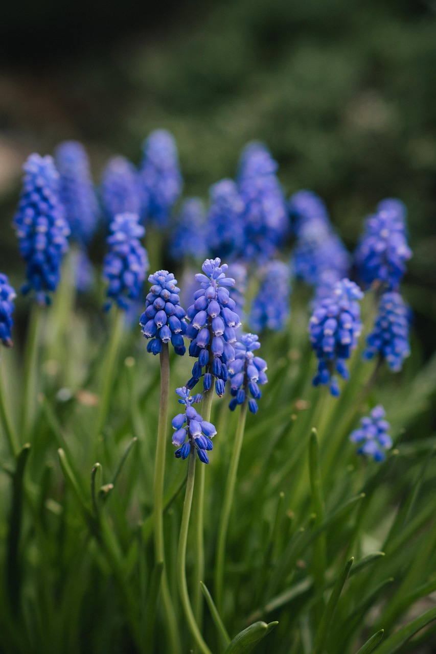 flowers, beautiful flowers, petals, flower wallpaper, plant, field, spring, bloom, flower background, flora, nature, floral