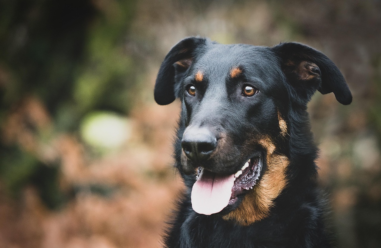 dog, beauceron, nature, portrait, happy dog, tongue out, pet, canine, mammal, animal, head, domesticated, dog portrait