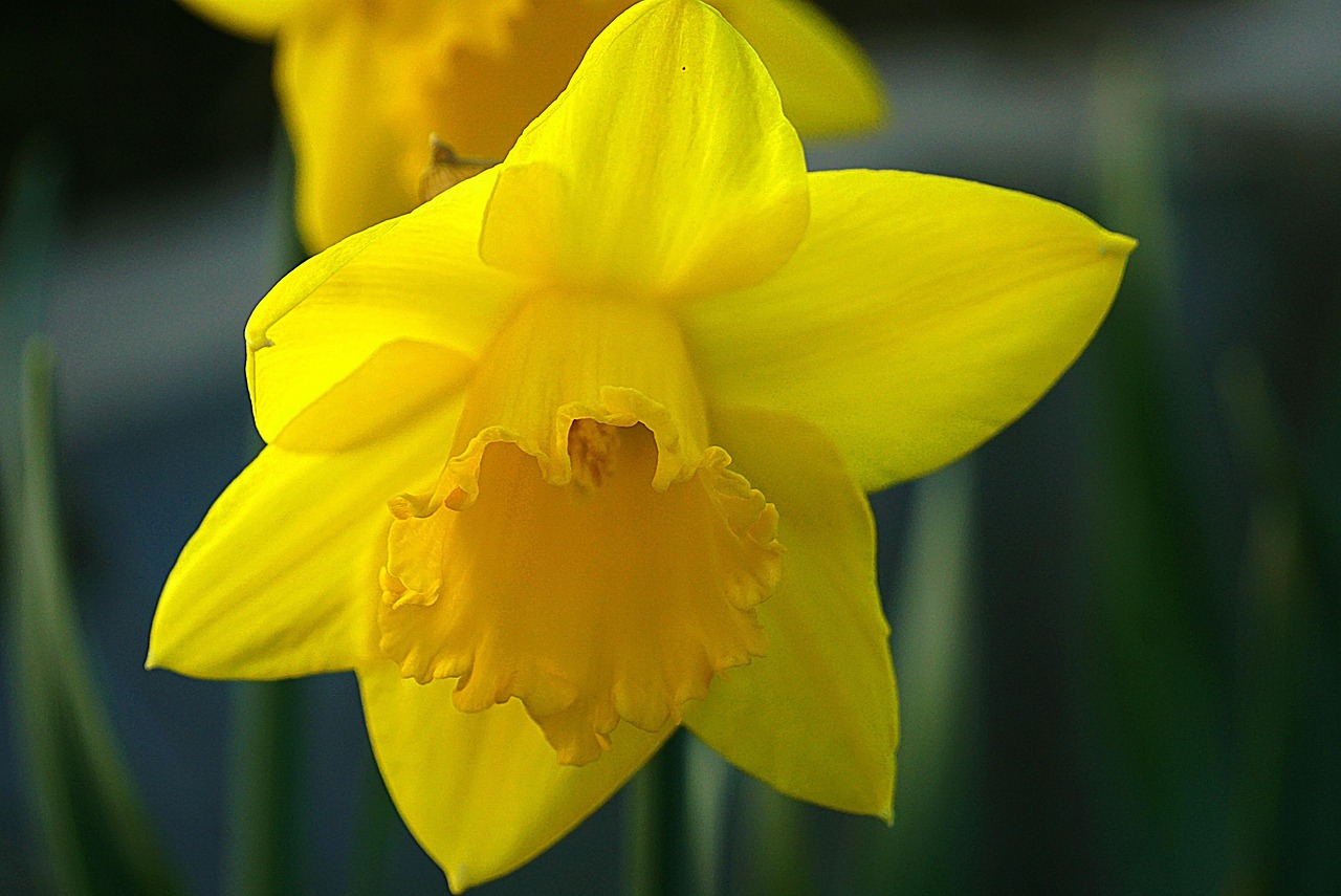 нов daffodil, жълто цвете, нарцис жълт, нарцис, нарцисово цвете, цветя нарциси, цъфтящи, цъфтеж, великден, растения, жълти венчелистчета, пролетна градина, пролетта, природата, в близост, пролетни цветя, kwitnąc, прясно, слънчеви