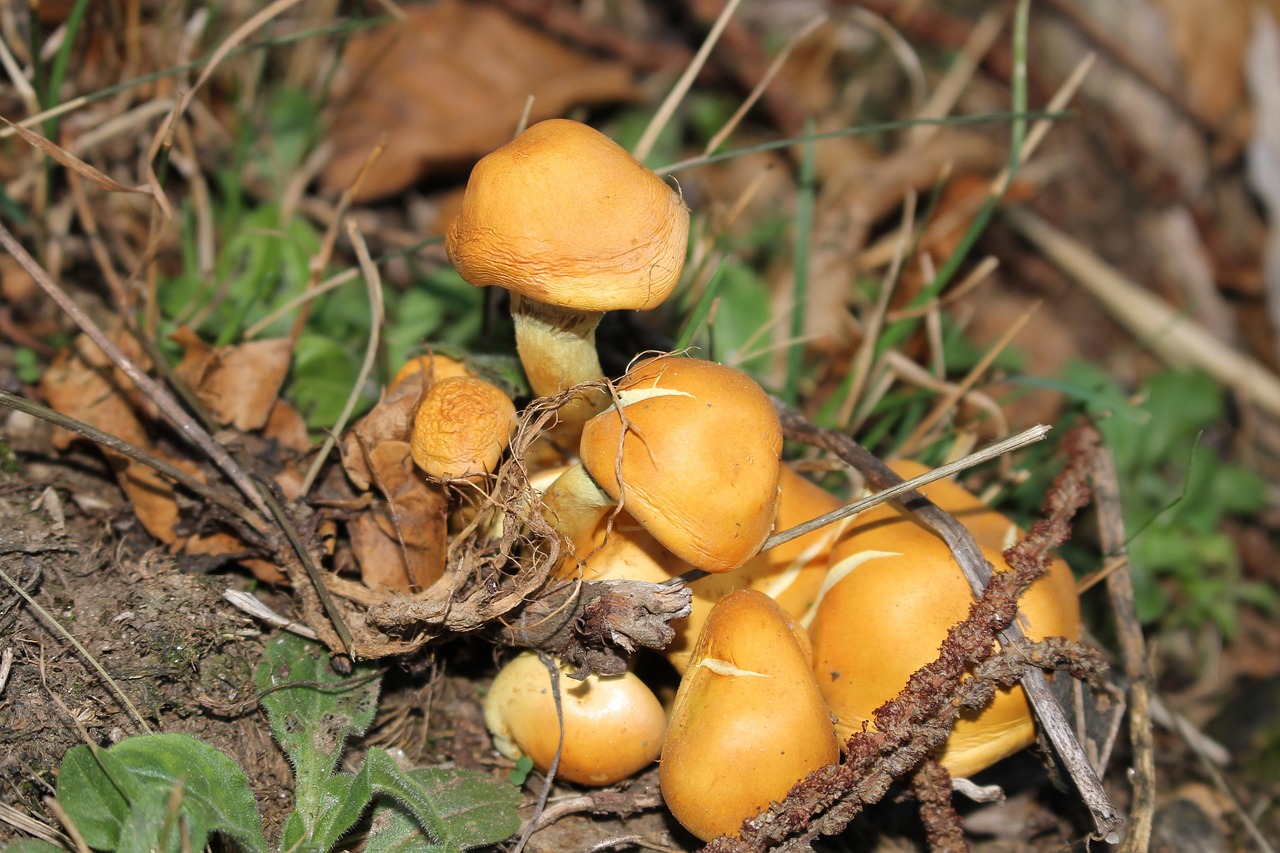 champignon, pilz, forêt