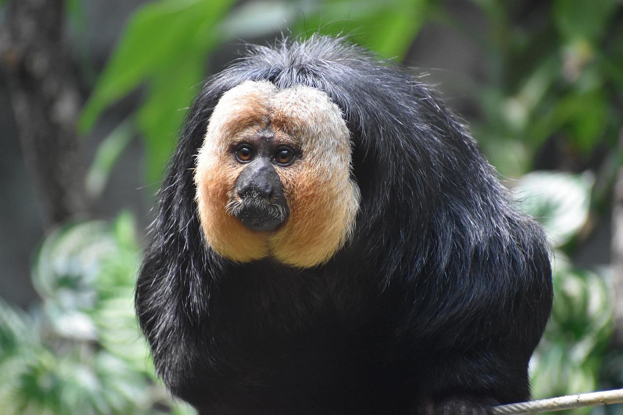 saki o białej twarzy, małpa, zwierzę, guianan saki, prymas, ssak, dzikiej przyrody, carnivore 2021, zagrożony, dżungla, natura, ogród zoologiczny, uganda safari, republika południowej afryki, 2023, 2024, rzadko spotykany, inne zwierzę, dziwny, małpy, egzotyczne zwierzęta, zdjęcia zwierząt, fotografia zwierząt, niebo, zoologia