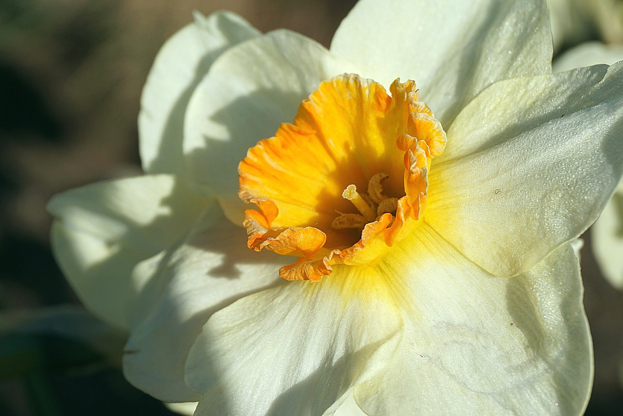 нов daffodil, цвете, растения, зърнена закуска, нарцис, пролетта, флора, красиви цветя, градина, природата, бяло цвете, цветен тапет, бял нарцис, нарцисово цвете, цветя нарциси, цъфтящи, цвете фон, цъфтеж, бели венчелистчета, пролетна градина, в близост, пролетни цветя, kwitnąc, прясно