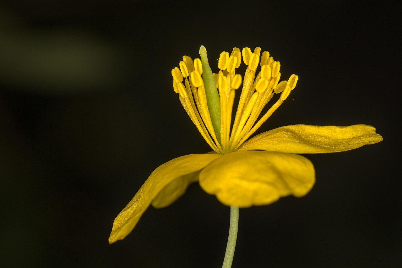 greater celandine, beautiful flowers, flower, flower wallpaper, pistil, stamen, flower background, petals, yellow flower, bloom, spring, plant, nature, garden, closeup