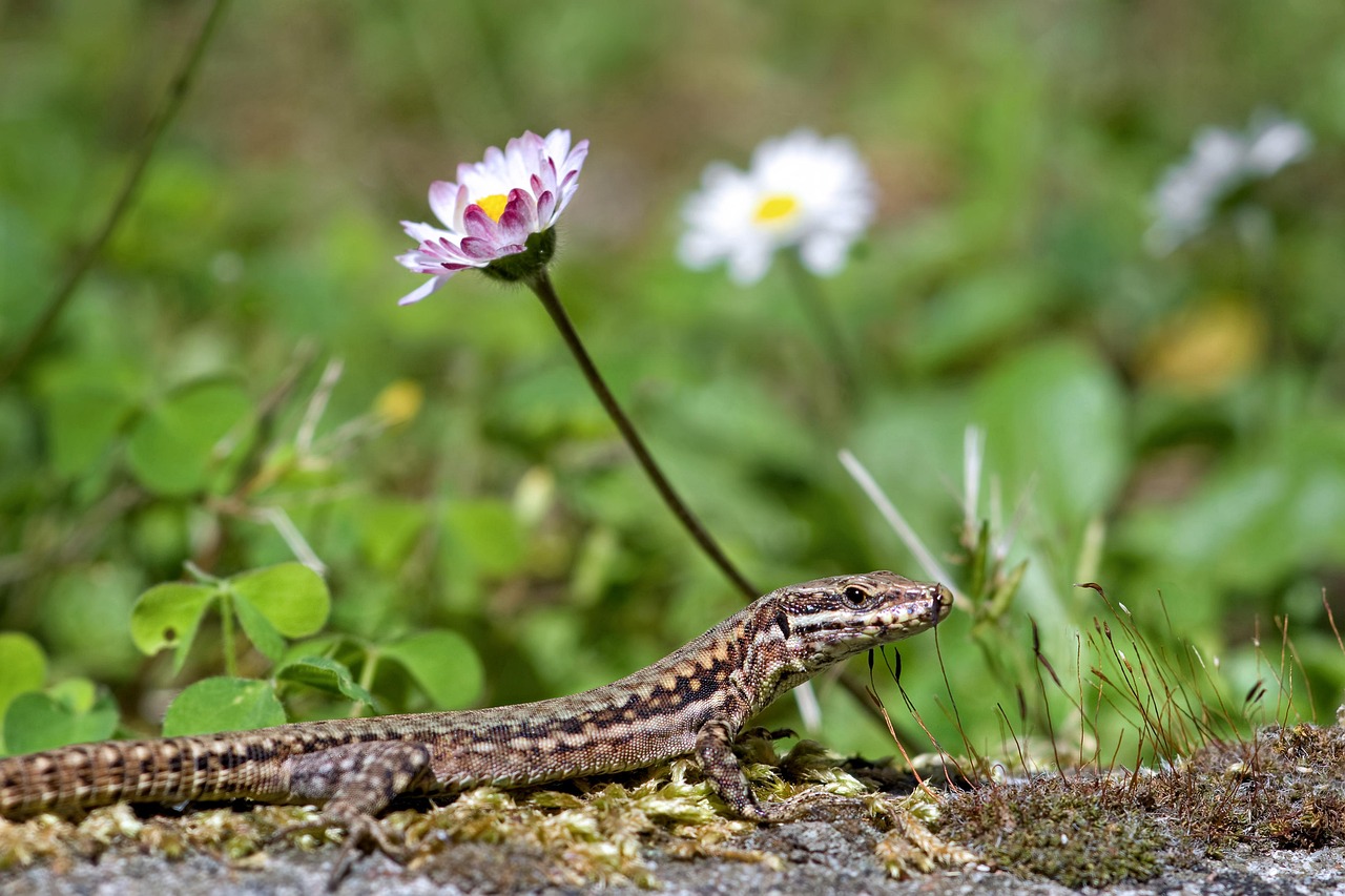 lizard, reptile, common wall lizard, podarcis muralis, fauna, animal, wild animal, desert, nature, close, lawn, daisies
