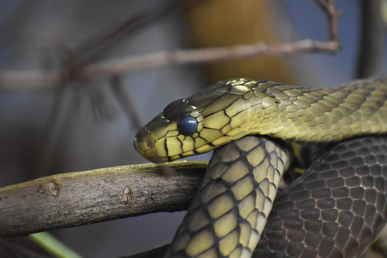 mamba nero, serpente, animale, rettile, animali selvatici, serpente velenoso, carnivoro, vipera, predatore, natura, avvicinamento, lucertola, mortale, pericolo, velenoso, veleno, inferno, amaro, cacciatore, paura, allarmante, bilancia, strisciare, subdolo, stealth