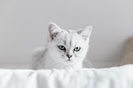Cat white kitten pet white cat white kitten feline domestic domestic cat portrait cat portrait