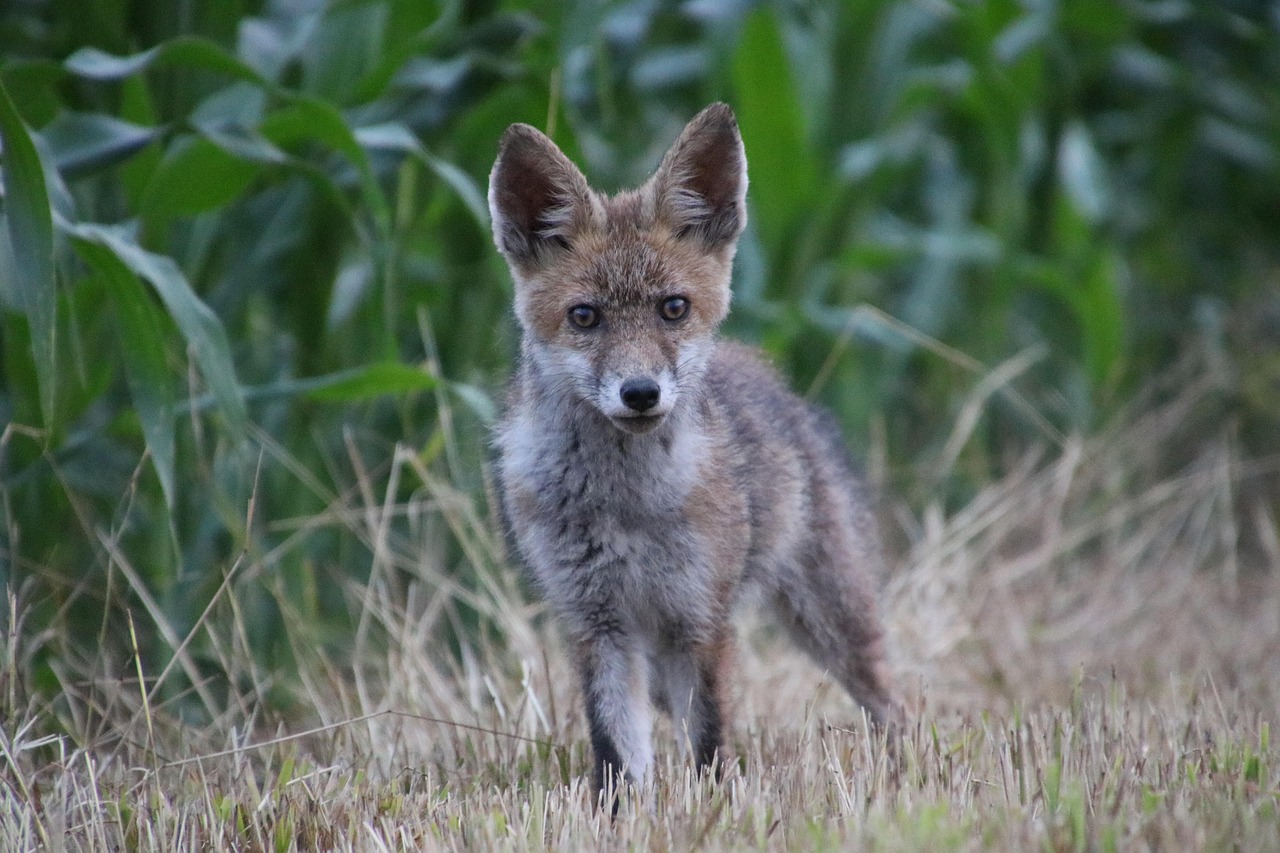 fox, animal, canine, mammal, wildlife, omnivore, nature, meadow, wildlife photography, fox, fox, fox, fox, fox