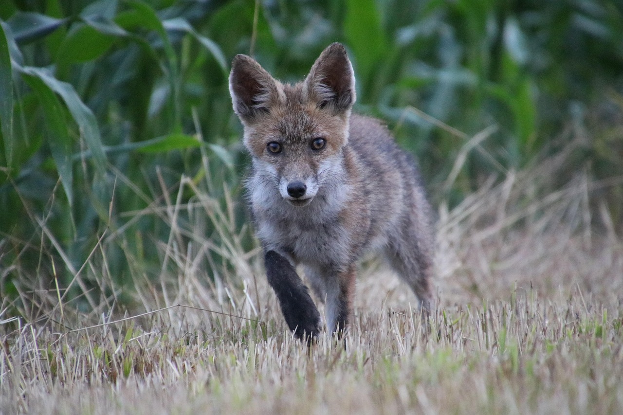 fox, animal, canine, mammal, wildlife, omnivore, nature, meadow, wildlife photography, fox, fox, fox, fox, fox, wildlife photography