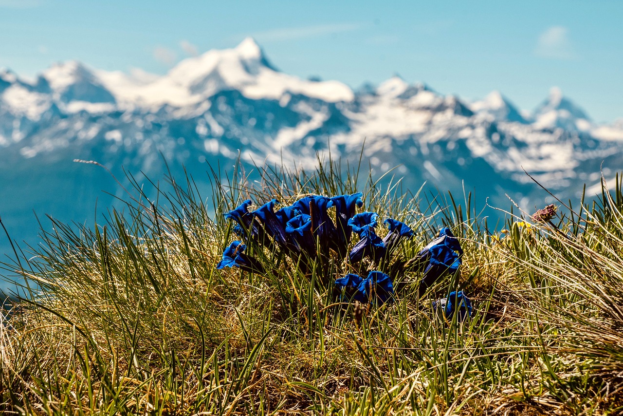 gentians, flowers, gentian plant, blue flowers, petals, blue petals, nature, mountain flower, medicinal plant, mountains, flower background, beautiful flowers, flower wallpaper, meadow