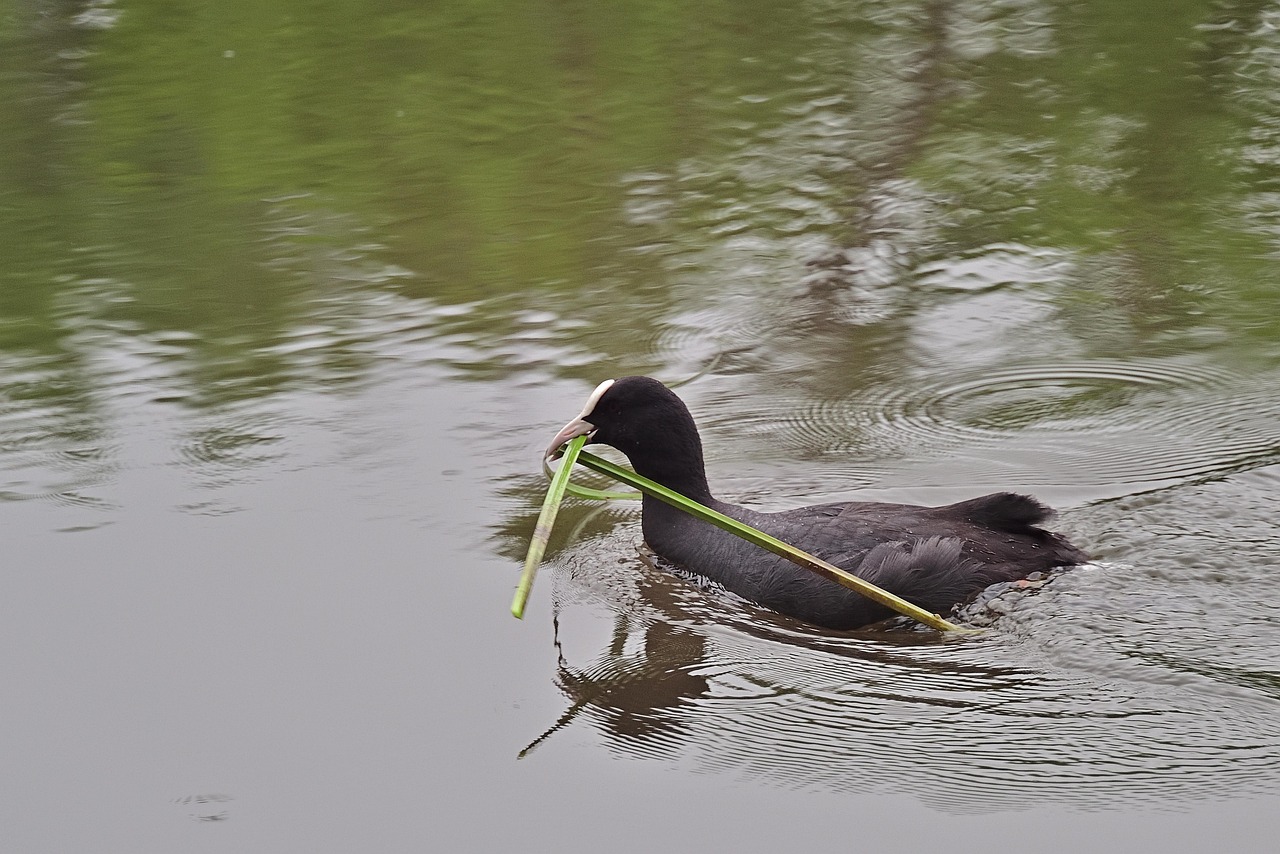 blässhuhn, nest bau, see, wasservogel, tier, tierwelt, gefieder, wasser, natur