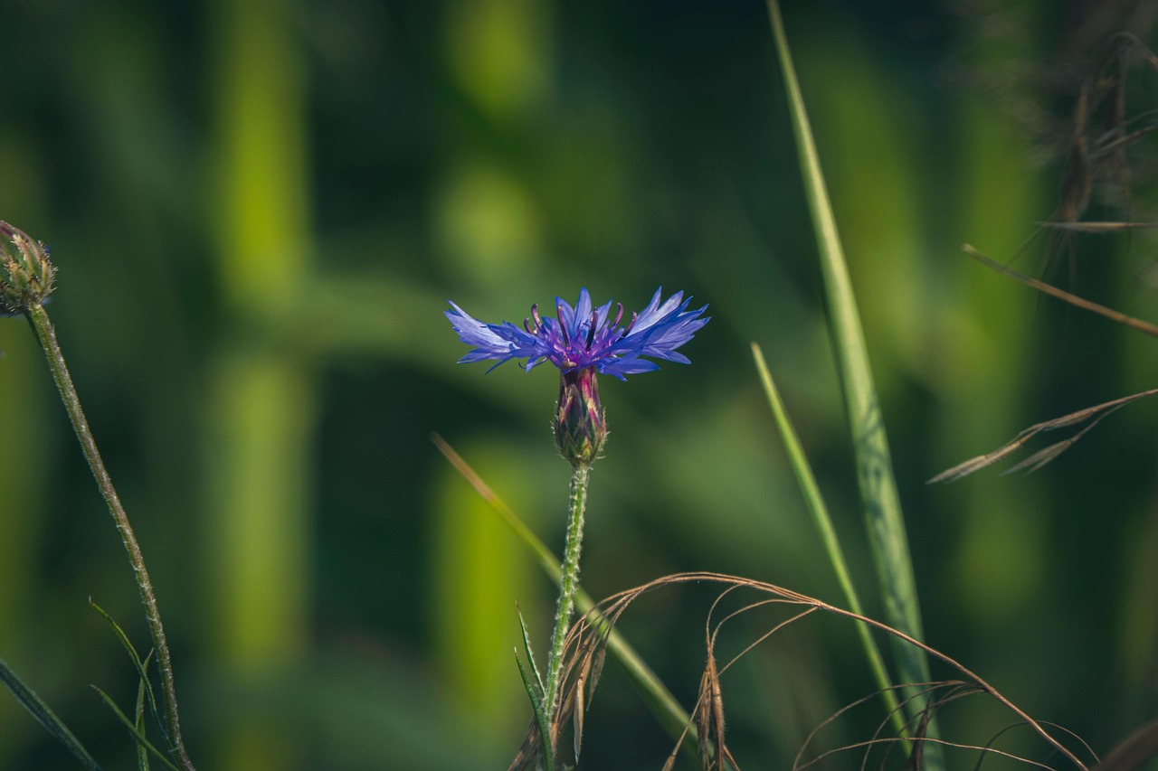 cornflower, flower, blue flower, blossom, bloom, nature, beautiful flowers, flora, wildflower, flower wallpaper, petals, flower background, blue petals