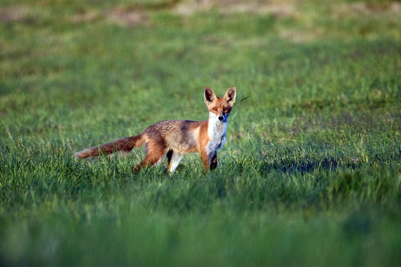 fox, animal, canine, mammal, wildlife, omnivore, nature, meadow, wildlife photography
