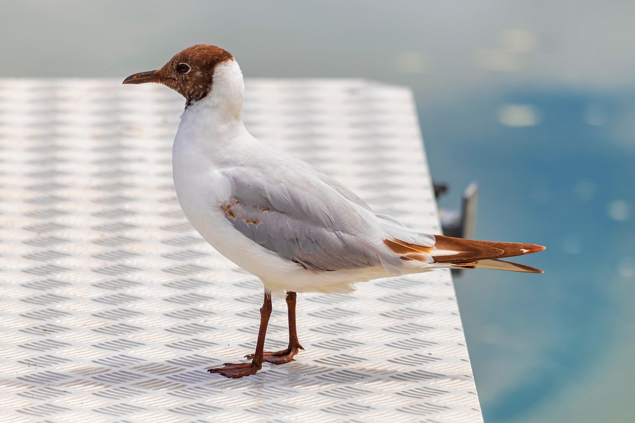 gull, seagull, bird, nature, brown-headed gull, avian, animal
