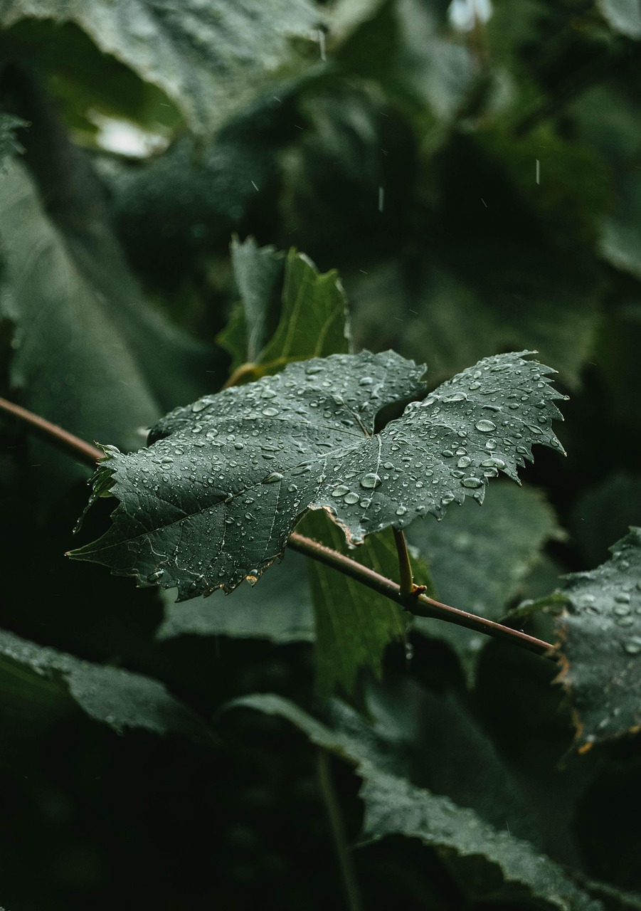leaves, foliage, rain, drops, droplets, raining, damp, nature, raining, raining, raining, raining, raining
