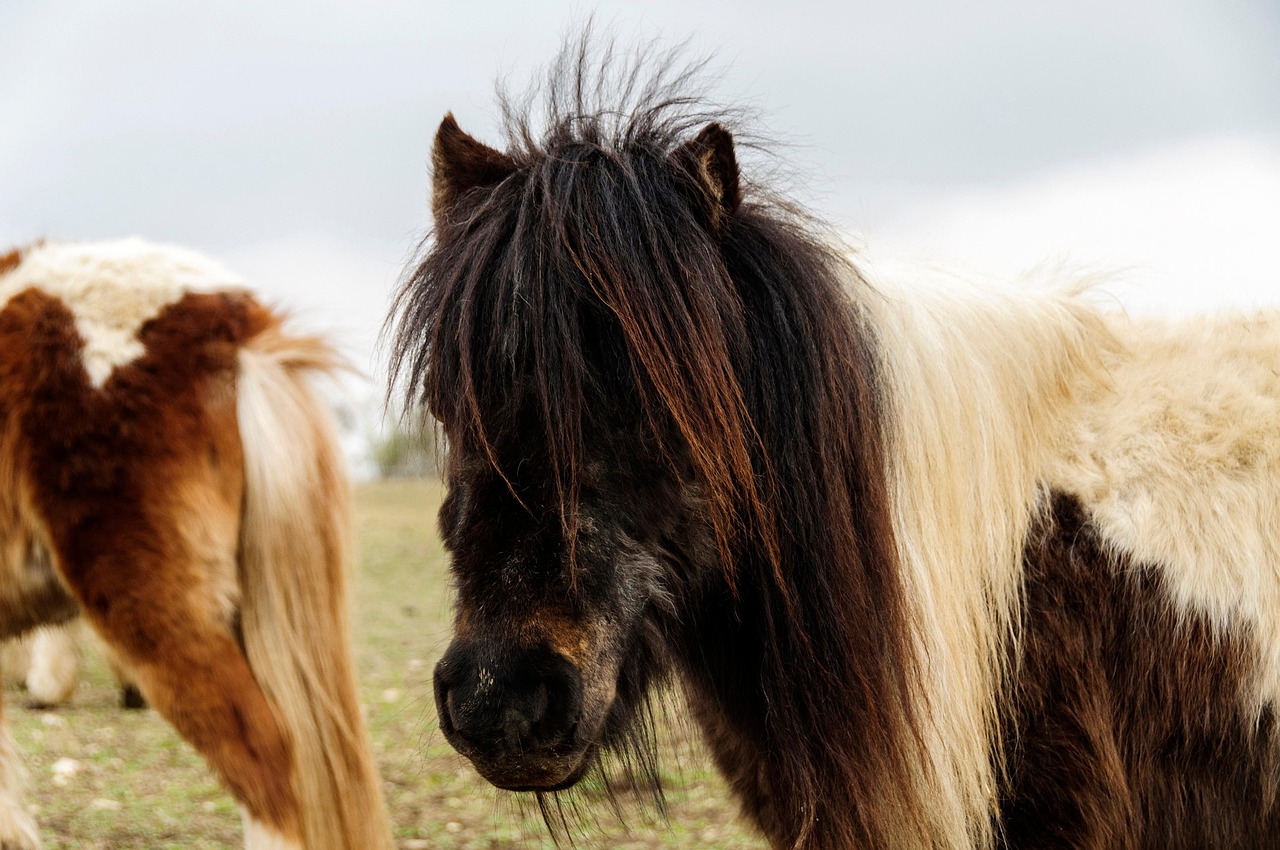 horse, shetland pony, mane, nature, herbivore, equine, equestrian