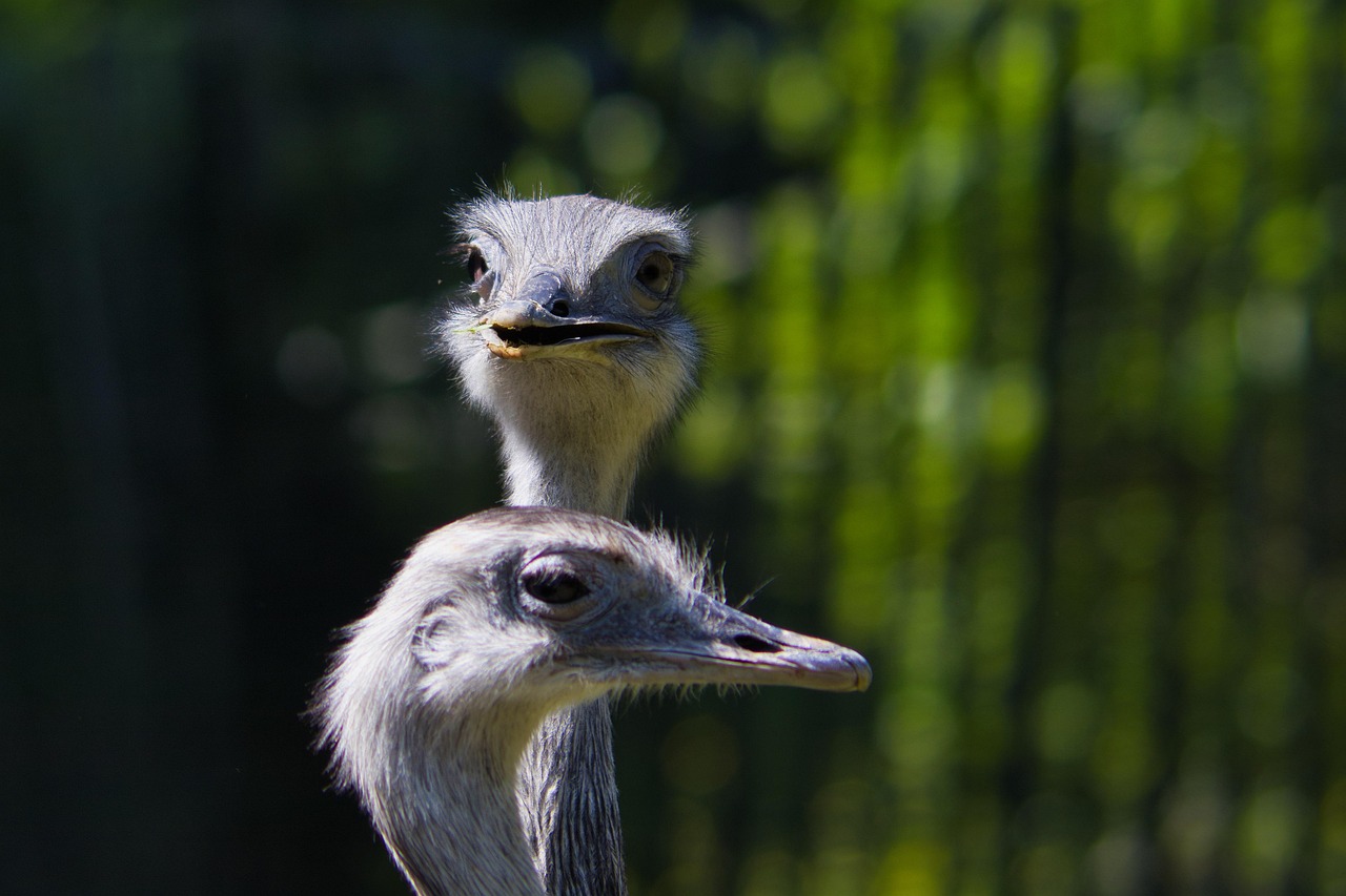 rheas, birds, animals, greater rheas, flightless birds, ratites, wildlife, head, beak, plumage, nature, closeup
