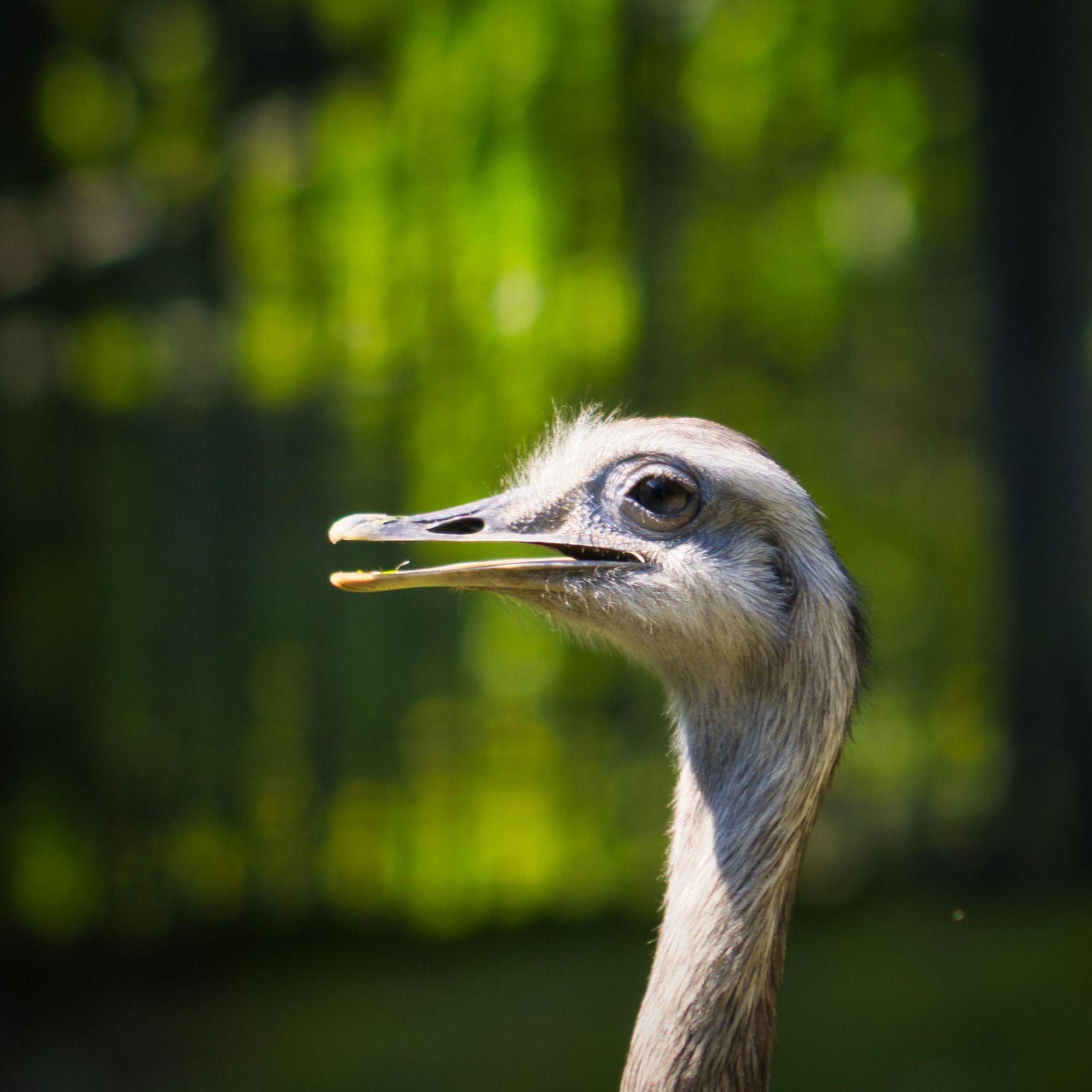 rhea, bird, animal, greater rhea, flightless bird, ratite, wildlife, head, beak, plumage, nature, closeup