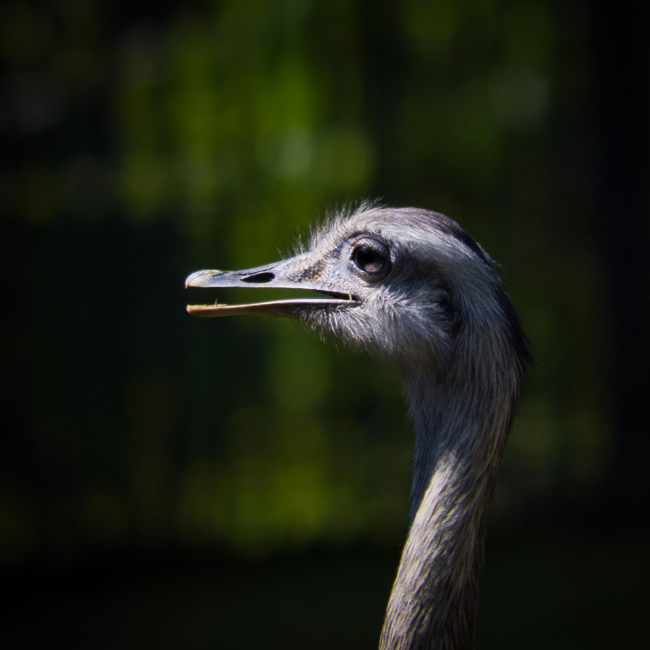 rhea, bird, animal, greater rhea, flightless bird, ratite, wildlife, head, beak, plumage, nature, closeup
