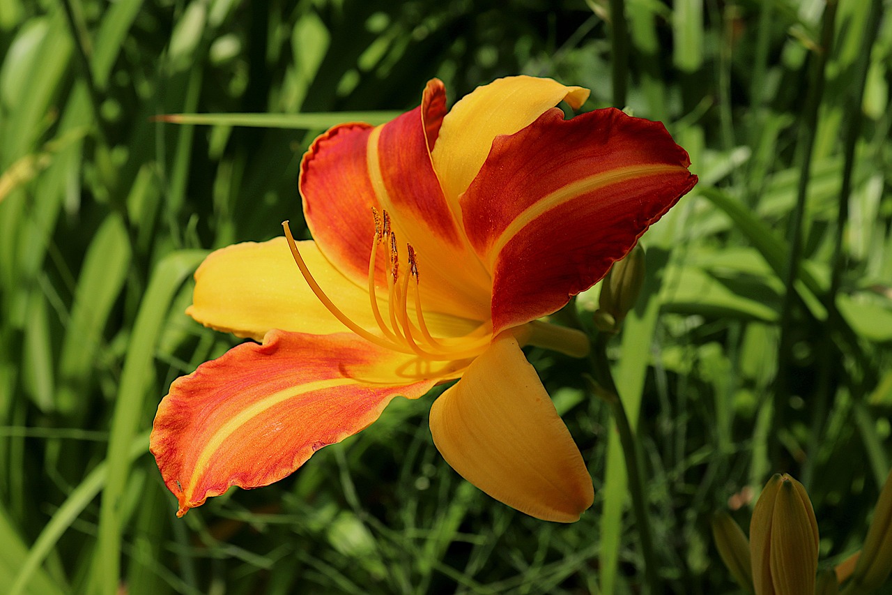 daylily, yellow flower, garden, hemerocallis, botany, meadow, nature