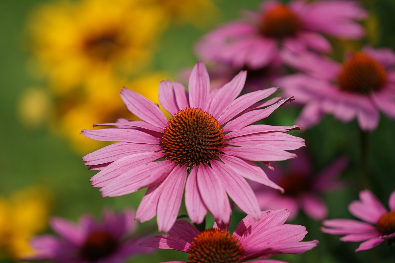 sonnenhut, blumen, blumentapete, lila sonnenhut, schöne blumen, garten, blumen hintergrund, blütenblätter, lila blüten, blüte, pflanze, nahaufnahme, natur