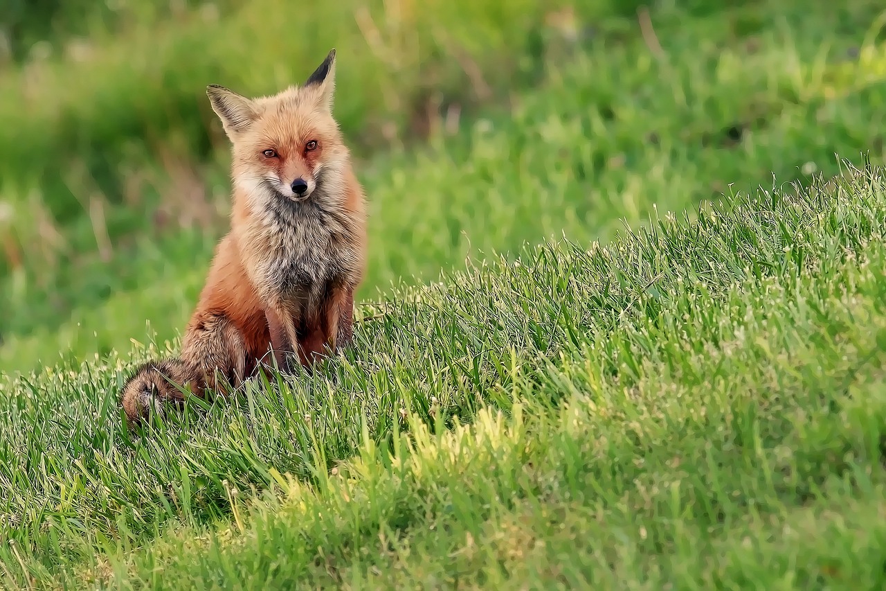 fox, animal, canine, mammal, wildlife, omnivore, nature, grass, meadow, wildlife photography, fox, fox, fox, fox, fox