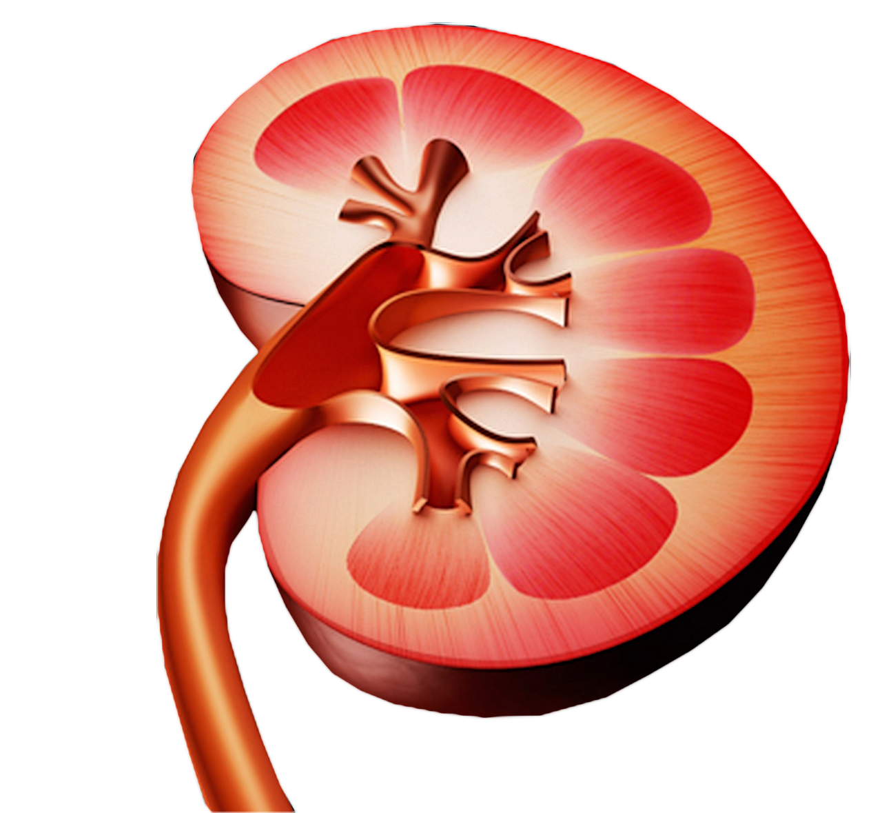 anatomie, organe, coupé, étudier, médicament